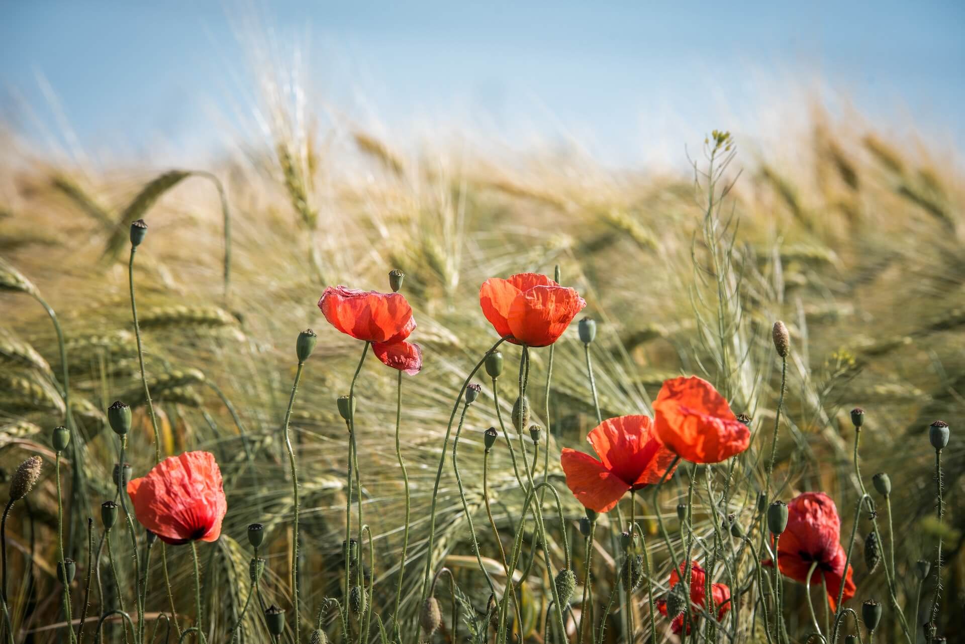 Barley: The Versatile Grain You Need in Your Pantry