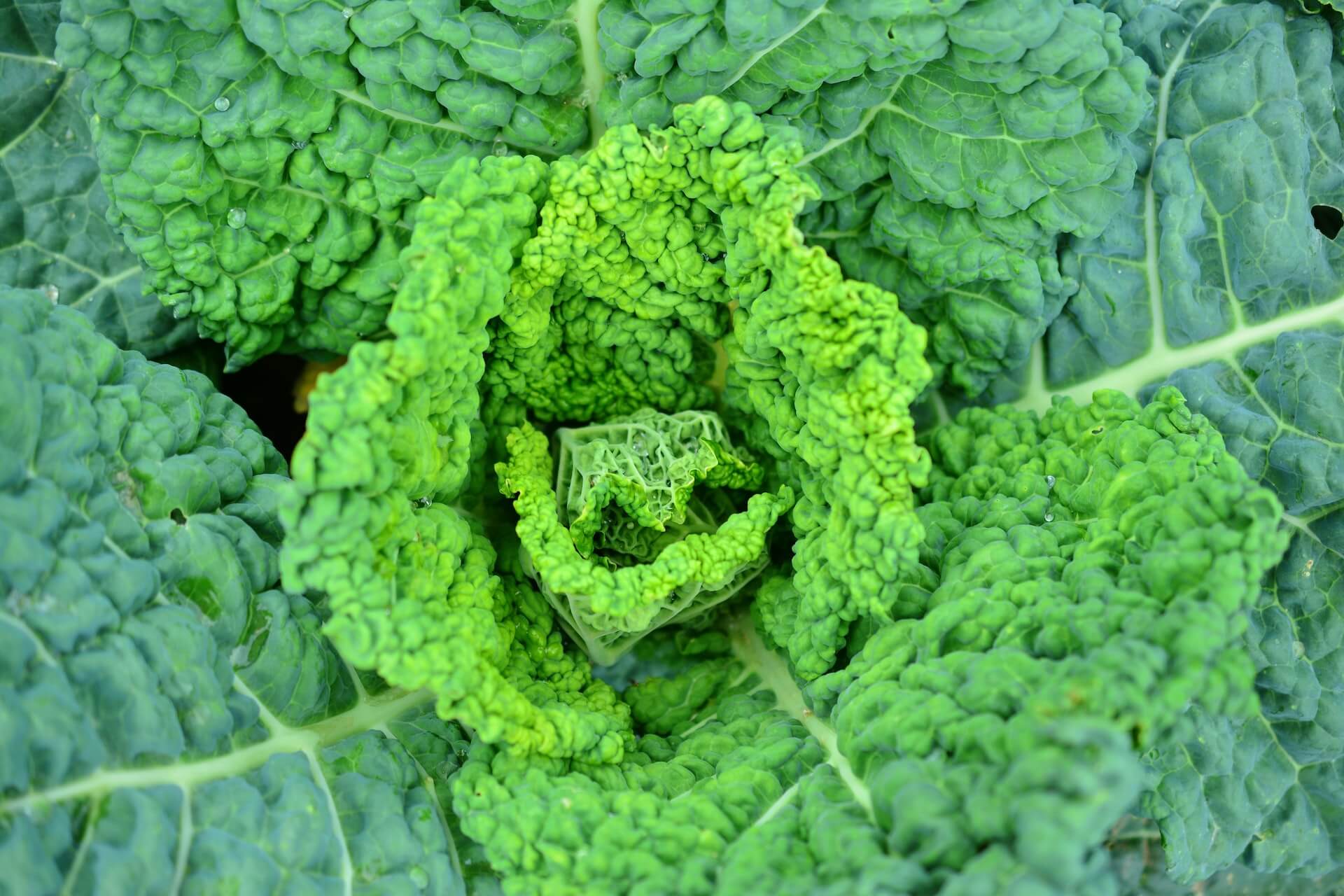 The Joy of Vegetable Gardening: Tips and Tricks for a Successful Harvest